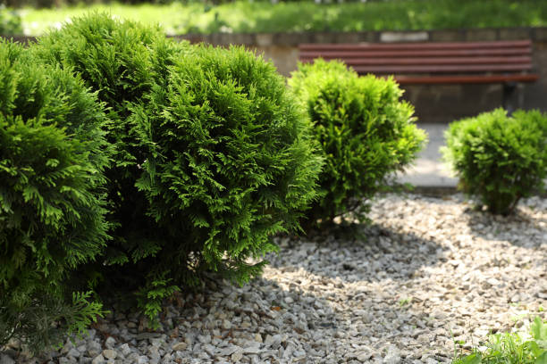 istock Beautiful thuja plants growing outdoors, space for text. Gardening and landscaping 1911058474