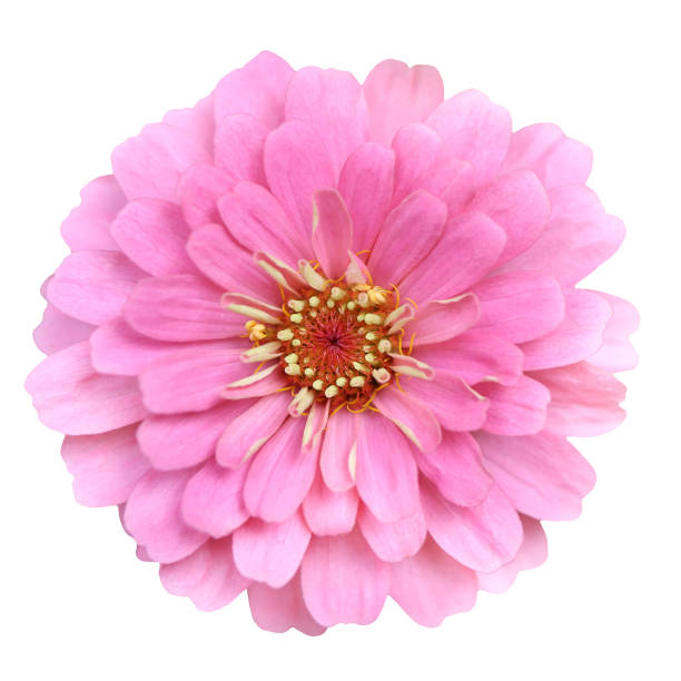 Soft Pink Zinnia Top View Isolated Macro Closeup on White Background