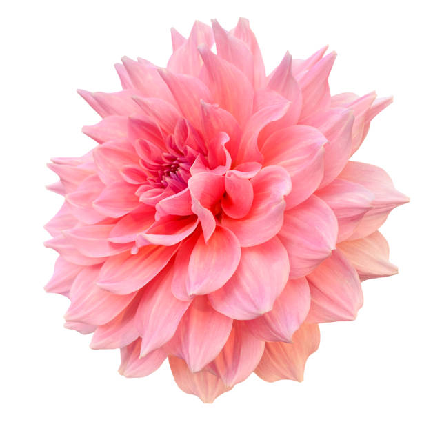 istock Bright Pink Dahlia Side View Isolated Macro Closeup on White Background 1911075208