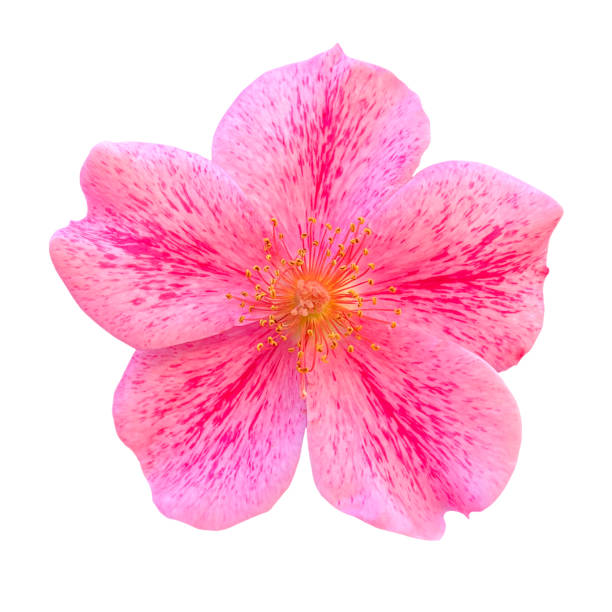 Japanese azalea purple flower blooming close-up. Beautiful bud of blossom  azaleas japonica purpurtraum. Pink petals and stamens of evergreen plant genus rhododendron. Tsutsuji in greenhouse.
