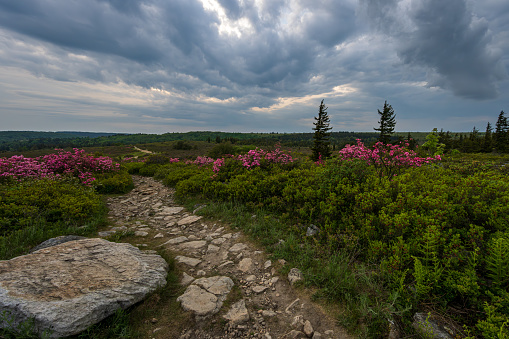 A trail leading into the Dolly Sods Wilderness of West Virginia with a nice row of blooming pink azaleas.