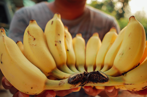 man enjoy banana