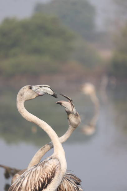 Navimumbai host’s Flamingo the migratory birds every year due to its favourable climate