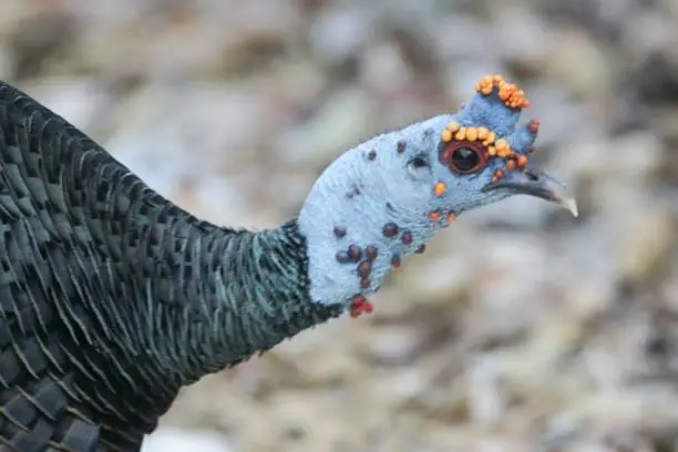 There are only 2 species of wild turkey in the world. The Ocellated Turkey (Meleagris ocellata) is endemic to the Yucatan Peninsula
