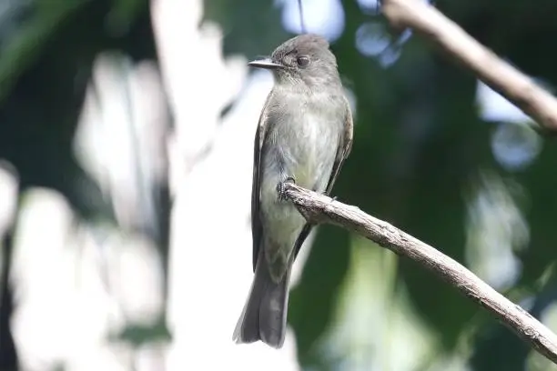 Eastern Wood-Pewee (Contopus virens) migrating through Belize, Central America.