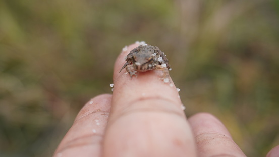 baby frog on finger
