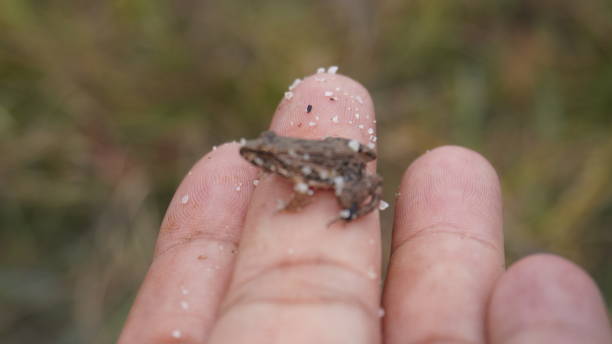 istock baby frog on finger 1911145245