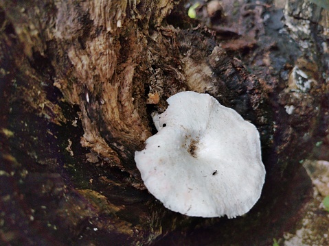 lentinus squarrosulus grows on tree trunks