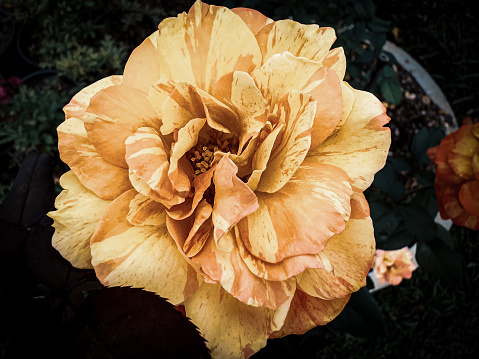 Paper rose in the dark garden