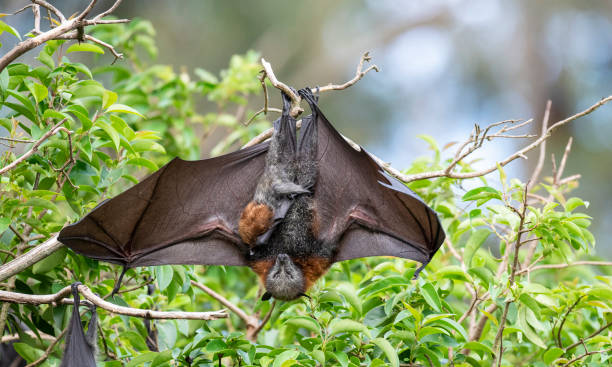 pipistrello della frutta volpe volante dalla testa grigia. - bat fruit bat mammal australia foto e immagini stock