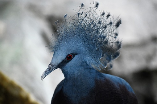 Houston, TX December 26, 2023.  A portrait of a beautiful Crown Victorian Pigeon