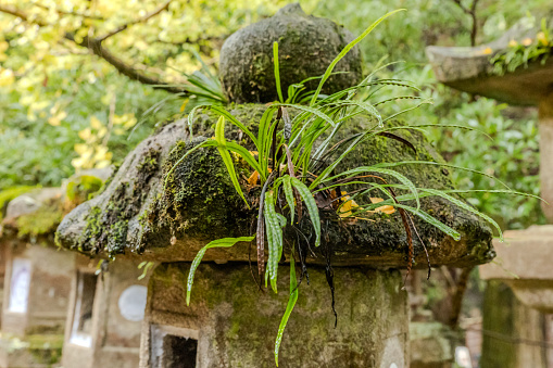 2023-11-10 Nara Japan. Moss-covered stone lantern in a Japanese garden