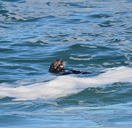 Marine mammal located along the Eastern Coastline of Northern California