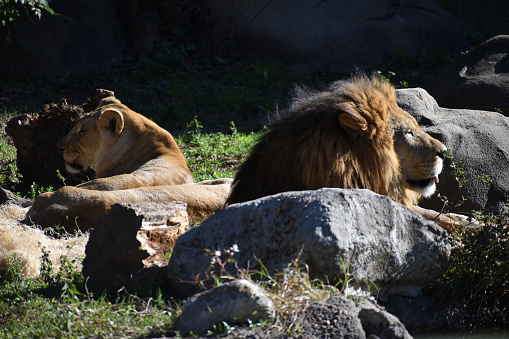 Houston, TX USA 12-27-2023 - A portrait of a majestic Lion and Lioness lying near rocks in a vast field.