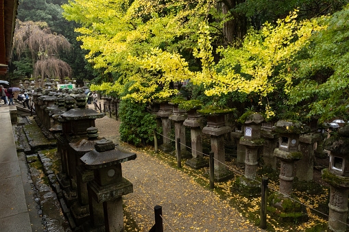 2023-11-10 Nara Japan. Stone lanterns in a Japanese garden