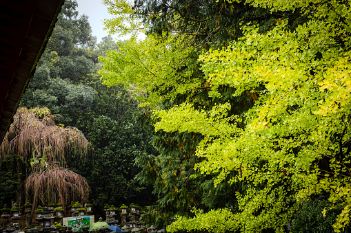 2023-11-10 Nara Japan. Green leaves of Ginko Biloba tree in a Japanese garden