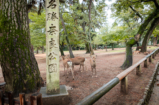 2023-11-10 Nara Japan. Deer in Nara Park, Japan