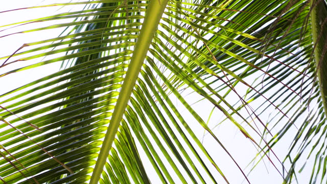 Coconut palm trees leaf bottom view sky.