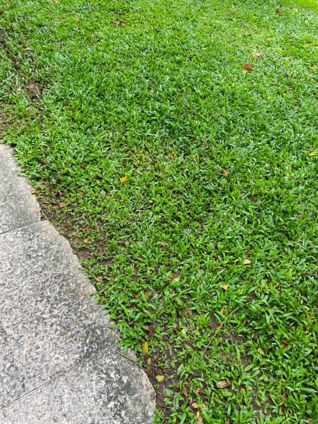 istock Close-up image of carpet grass (Axonopus compressus) turf lawn besides paved stone pathway, elevated view 1911232044