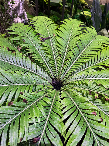 Stock photo showing close-up view of fronds of a fern growing in garden shade.