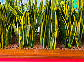 Close-up image of clumps of mother-in-law's tongue houseplants in a row in plant trough, sword-shaped variegated leaves, window background, focus on foreground