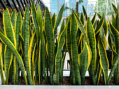 Full frame image of clumps of mother-in-law's tongue houseplants in a row in plant trough, sword-shaped variegated leaves, window background, focus on foreground