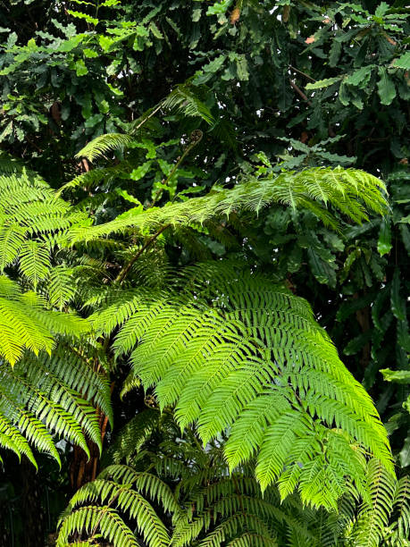 nahaufnahme von üppigem grün, baumfarn (dicksonia antarctica), tropisches gartenpflanzenbeet, fokus auf vordergrund - fern leaf plant close up stock-fotos und bilder