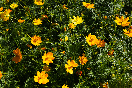 California Golden Poppies cover the hillside of Antelope Valley California