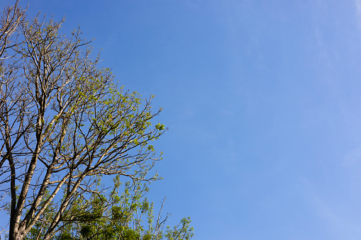 Looking Up Top Trees The Blue Sky. Landscape view of tree branches with clear blue sky on the background.