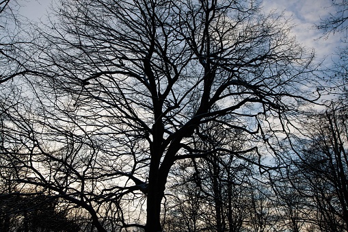 November 29, 2023: Beautiful tree in silhouette against a beautiful sky. The subject fills the entire frame.