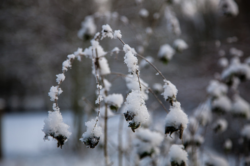 November 29, 2023: Thistle in winter covered in beautiful snow