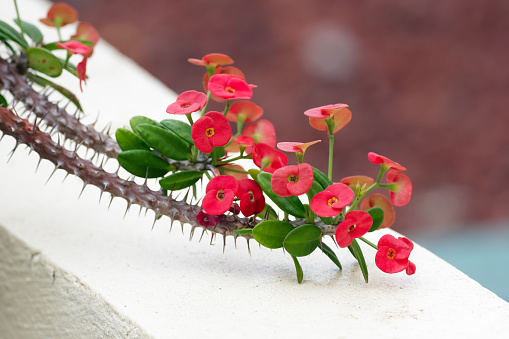 Little red flowers of Euphorbia milii (Crown of thorns or Christ thorns) with green foliage on a branch with many thorns in the summer garden.