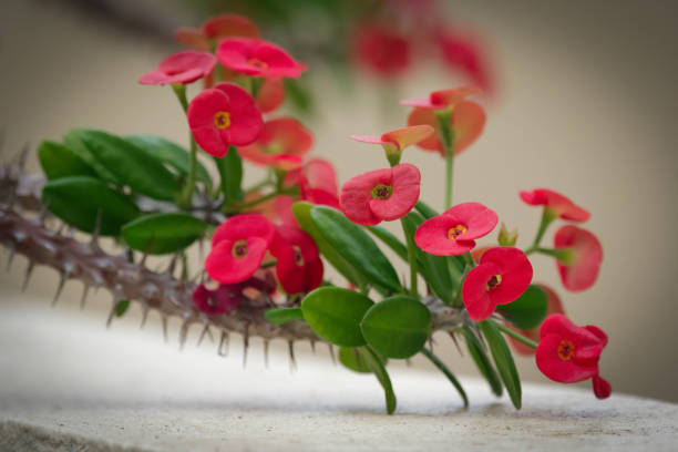 Little red flowers of Euphorbia milii (Crown of thorns or Christ thorns) with green foliage on a branch with many thorns in the summer garden.