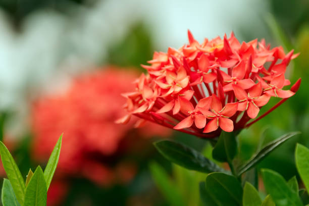 flores vermelhas vívidas de ixora coccinea com folhas verdes. - mexican flame leaf - fotografias e filmes do acervo