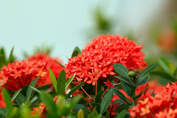 vivid red flowers of ixora coccinea with green leaves. - mexican flame leaf 뉴스 사진 이미지