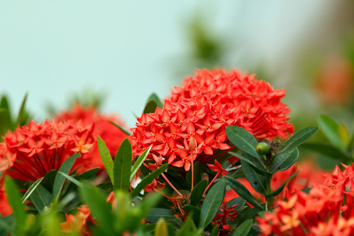 Wonderful exotic bright red bloom of Ixora coccinea with green foliage on the branch.