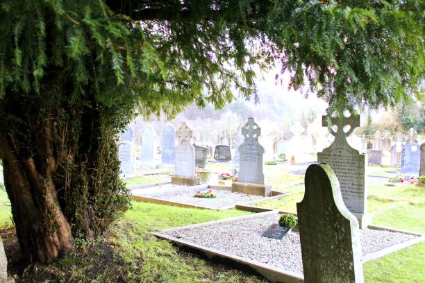 istock old graves in the Shade of trees 1911267082