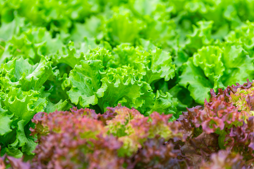 Close up of green oak and red oak salad vegetable in organic vegetable farm, green oak lettuce salad in organic plantation.