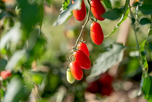 Red cherry tomatoes hanging on tomato trees in organic farm, Ripe tomato in vegetable garden.