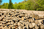 Long wooden logs stacked on top of each other in the open air in the forest