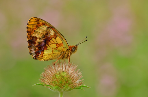 Yellow Butterfly on colored flower