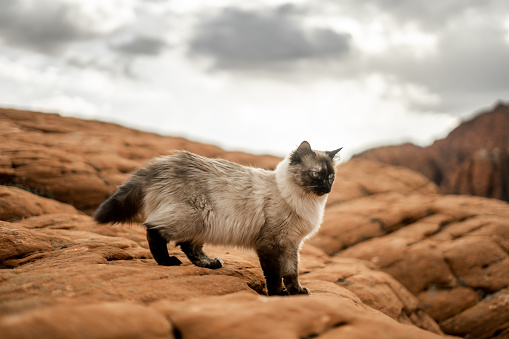 Cloudy Sky Gorgeous Desert Landscape Pet Cat