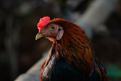A close up of the head of a rooster