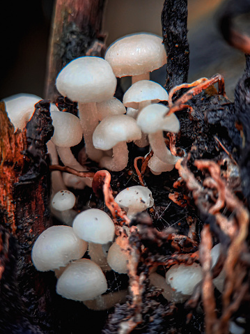 Collection of small and white mushrooms