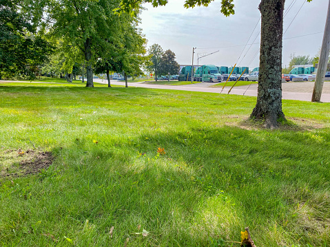 green park with white spruce trees