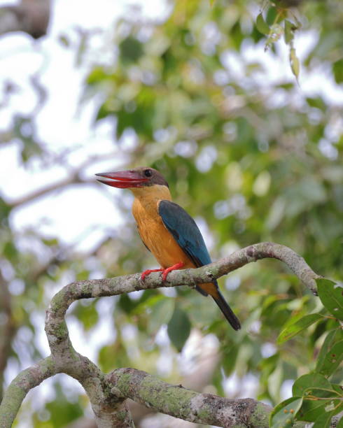 istock Stork-billed kingfisher 1911350740