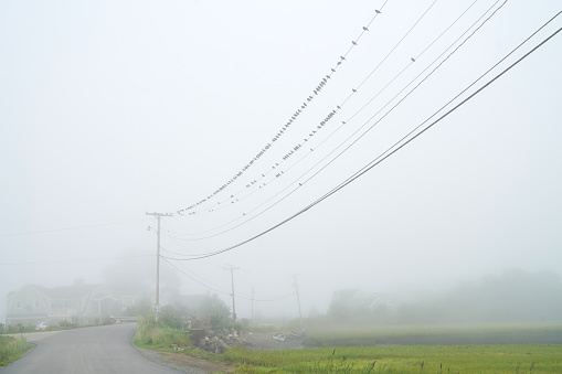 birds on power line in the fog
