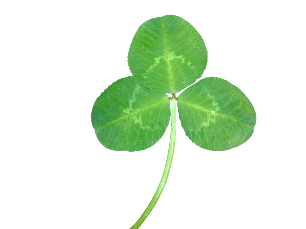 istock Trifolium repens or white clover 1911371061
