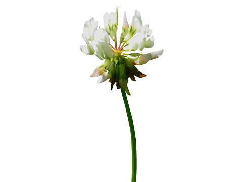 Trifolium repens or white clover, is considered a folk medicine against intestinal helminthic worms.