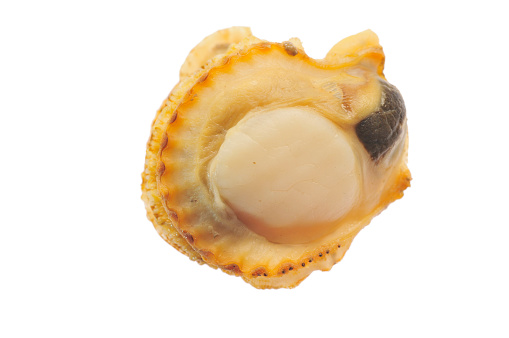 Scallops are isolated on a white background